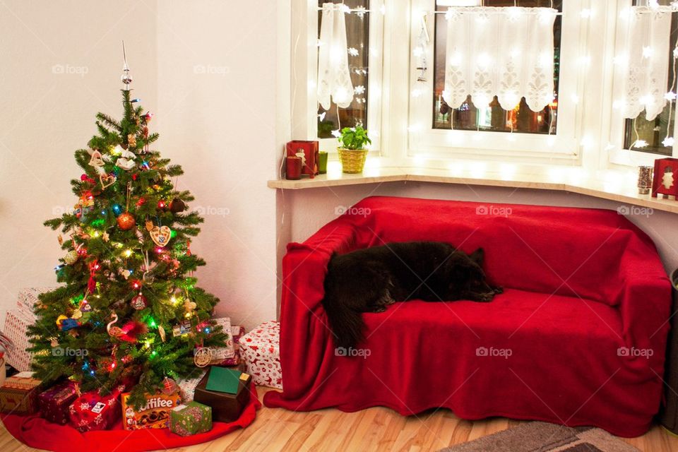 Christmas tree and sleeping dog 