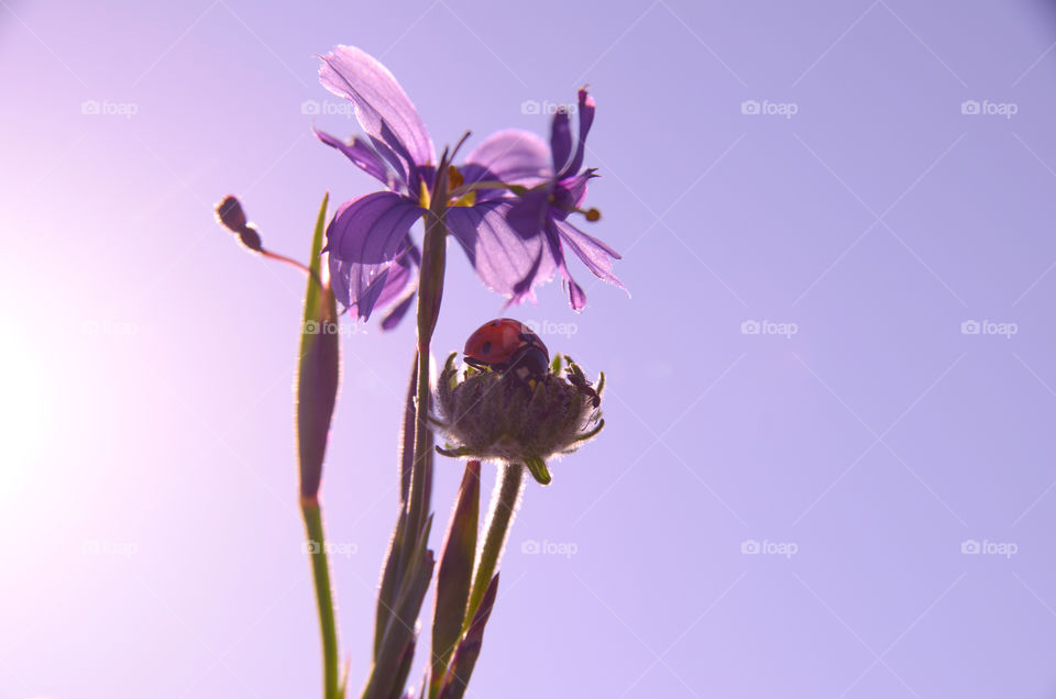 Purple goes well with a ladybird. 