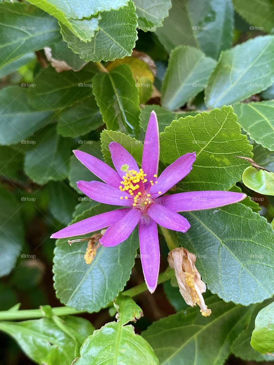 A beautiful purple star shaped flower