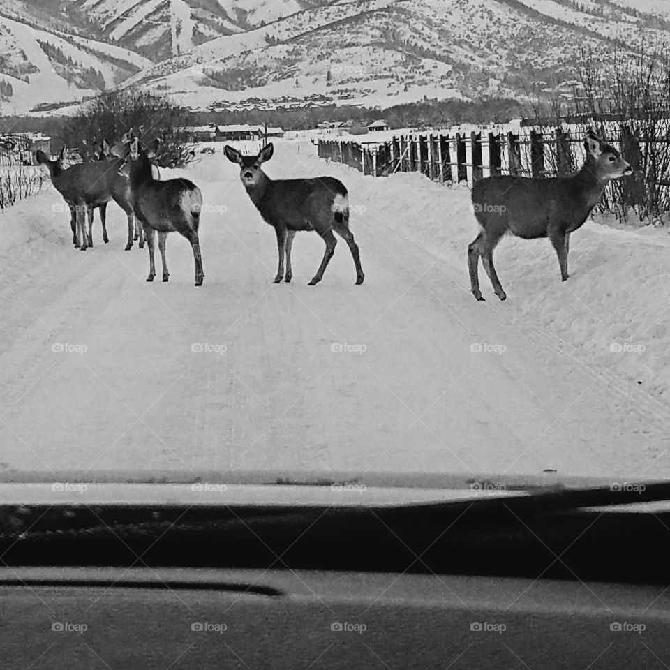 Unique Road Block!  
Deer in winter time, Park City, Utah