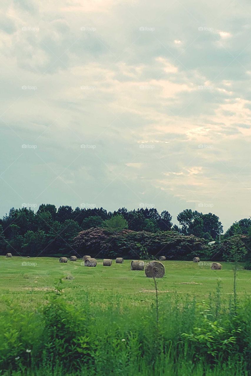 hay fields