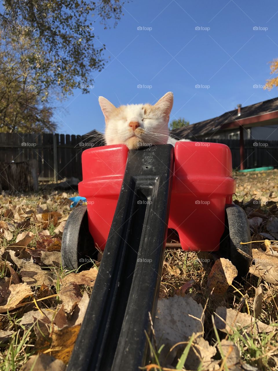 Cute angle of a precious cat in a small wagon