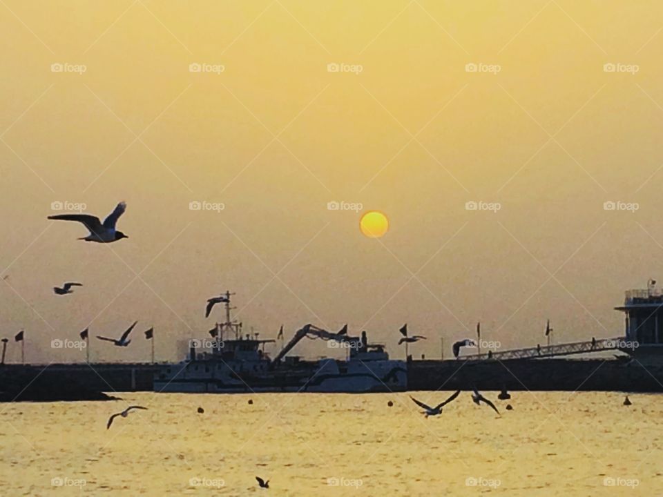 This was captured at Jumeirah beach in Dubai. As you can see it’s a dusk and those flying birds are making it more beautiful and dusky.