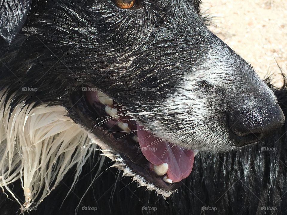 Closeup headshot side view wet border collie sheepdog, at beach 