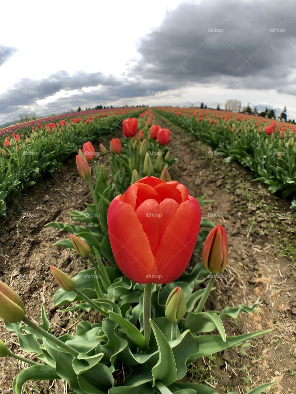 Foap Mission! The Wold In Macro Through A Fish Eye Lens One Red Tulip In Macro With A Field Of Tulips In The Background!