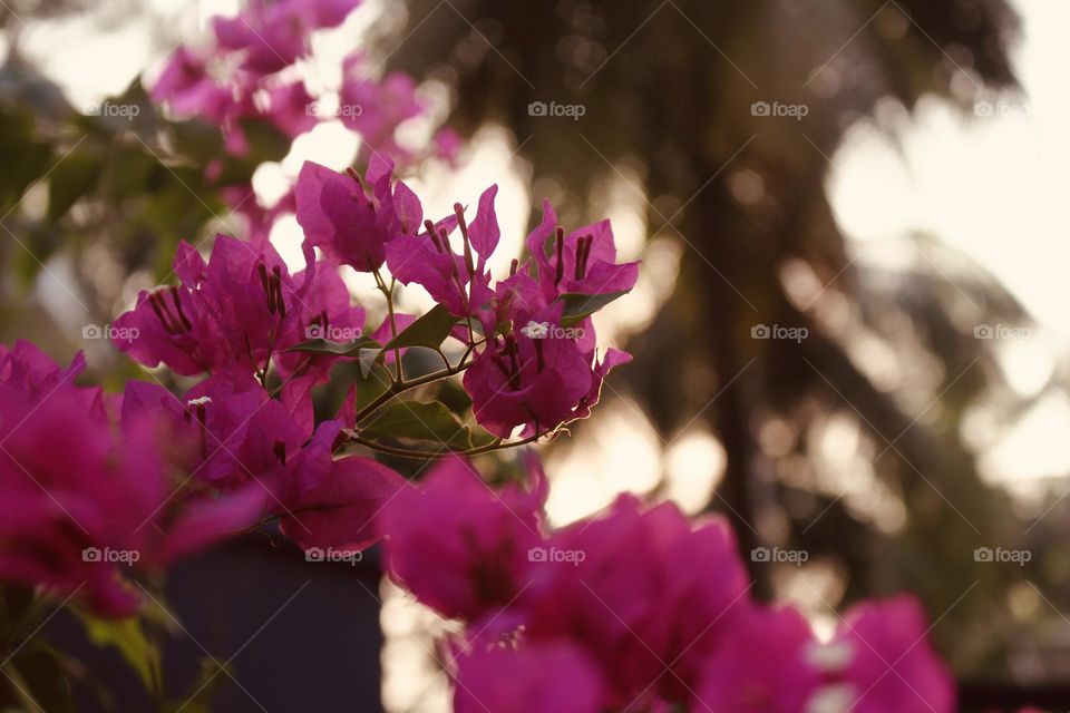 Bougainvillea flowers in sunset view 