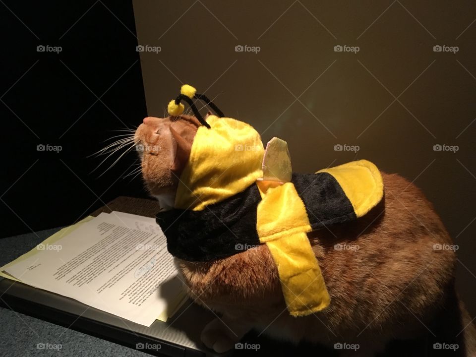 Bee or cat 