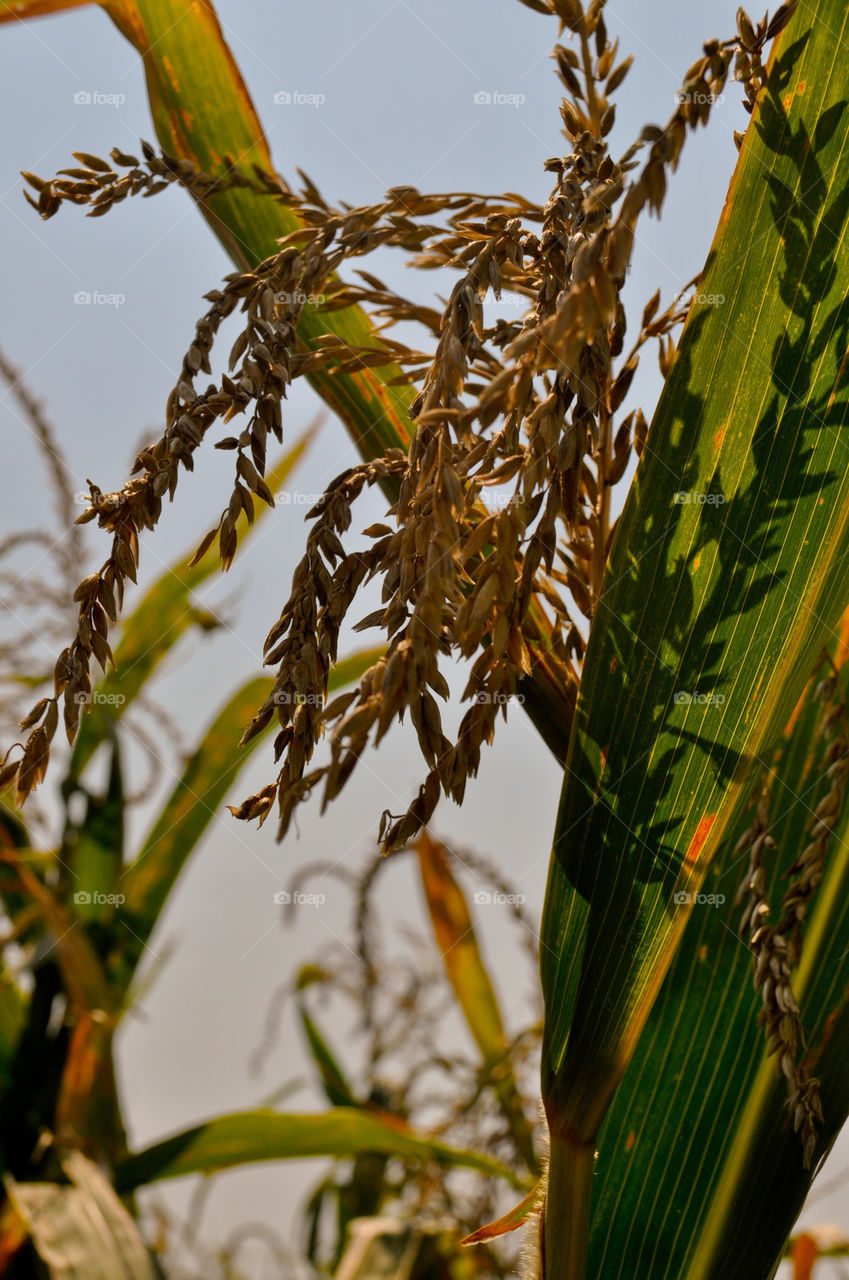 green yellow brown agriculture by refocusphoto