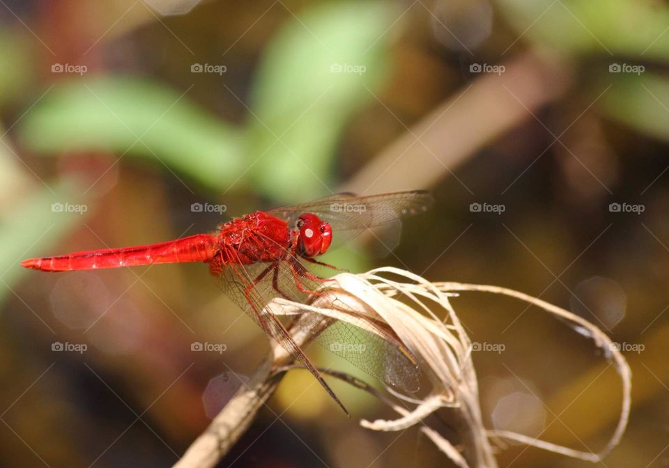Crocothemis servilia. Scarlet skimmer. Red male species dragonfly from the family of Libellulidae. The highest member family of dragonfly into the world. All body colour's red with completed segment 1 - 10 and pair cerci to last segmen of appendage .