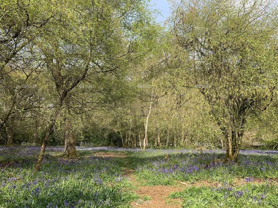 Woodland walk in spring with bluebells amongst the trees