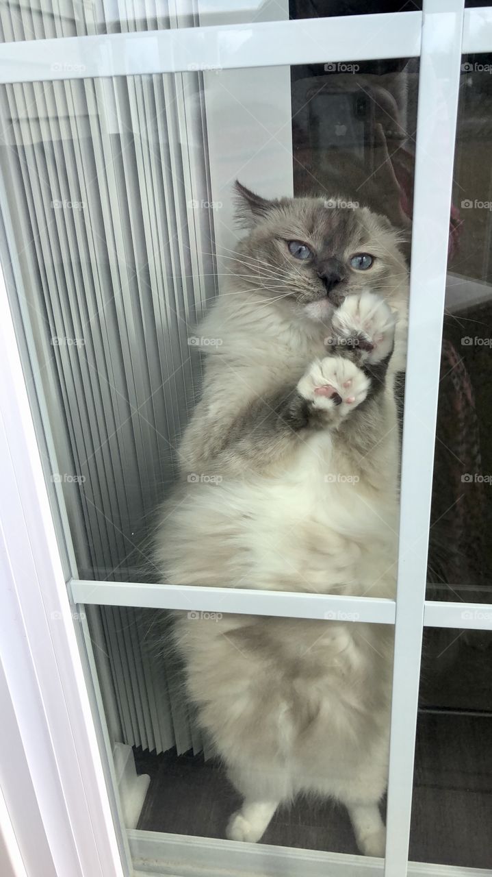 Let me go out!😹