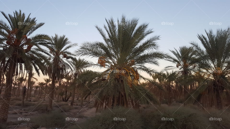 deglet nour palm trees