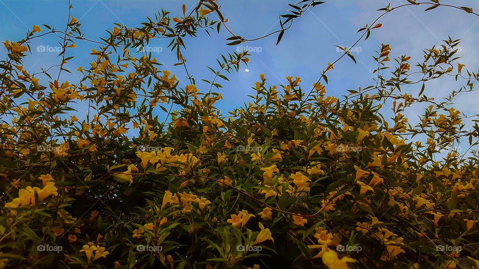 Carolina Jasmine at dusk.