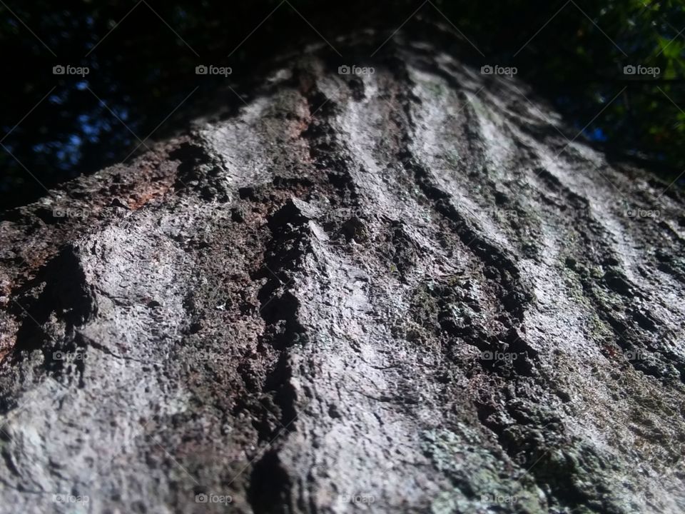 The rigid bark of an old oak tree