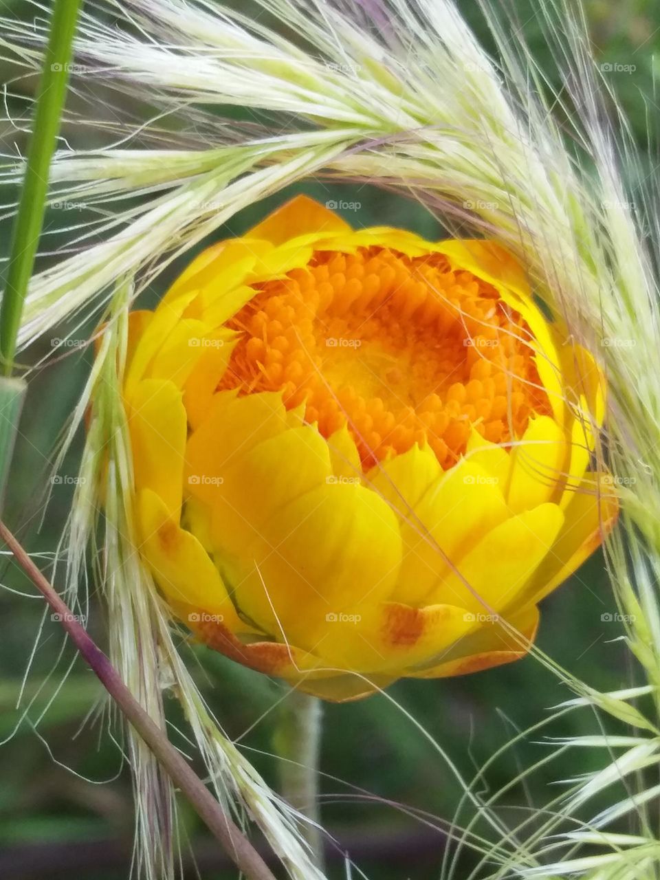 A beautiful yellow everlasting daisy with a grass seed head curled around it