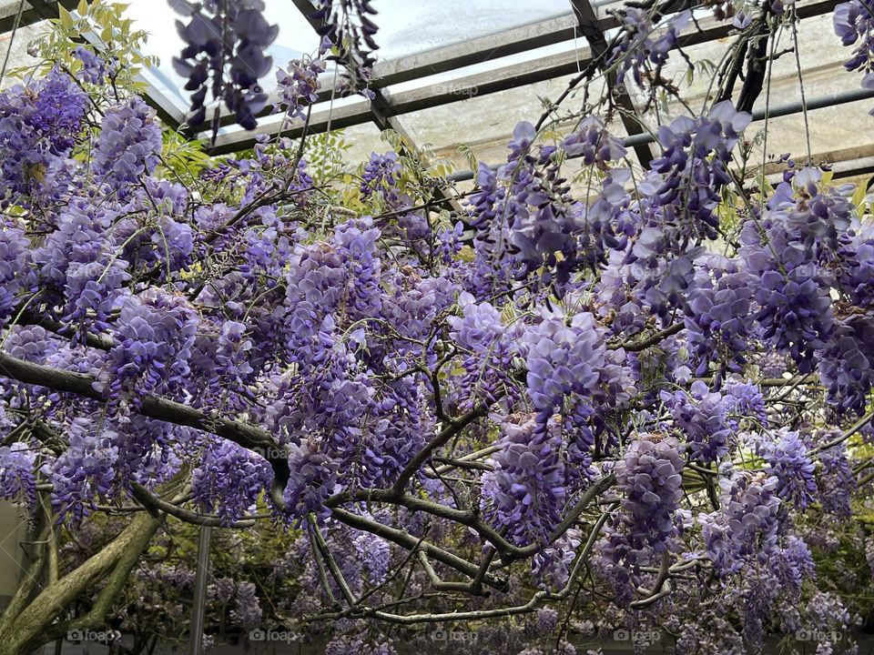 Wisteria flower in Yang Ming Shan 