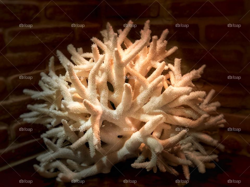 Stunning Coral Perfect for Canvas Art, Wall Art, Tropical Decor!