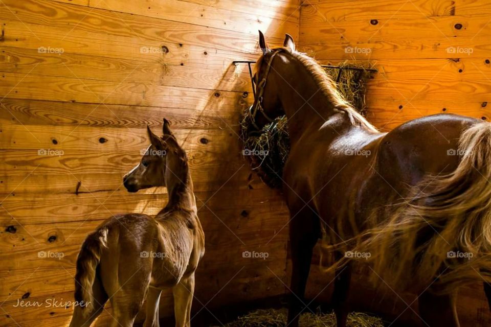 Straight Egyptian Arabian mare and foal