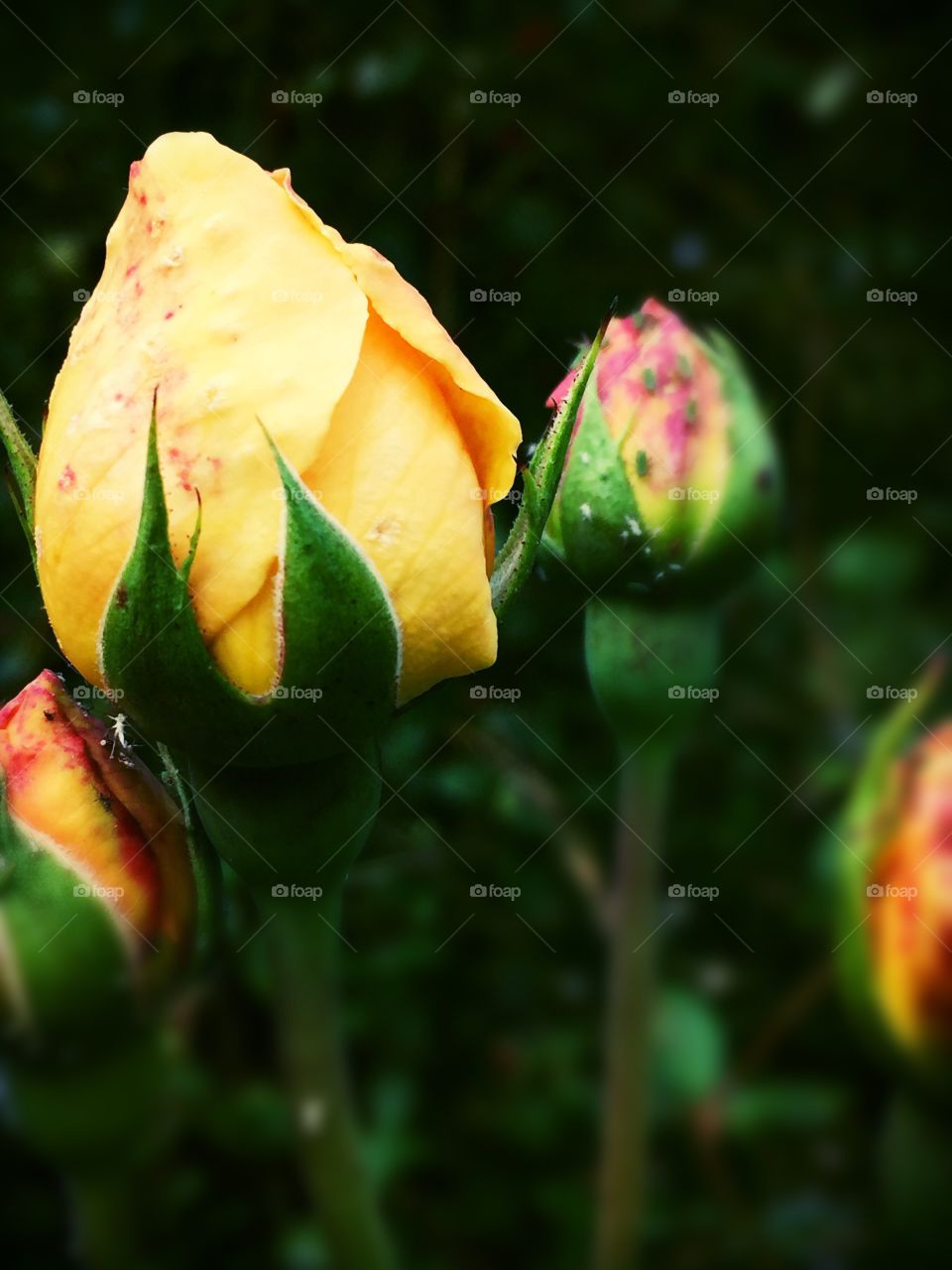 Yellow rose but to burst open