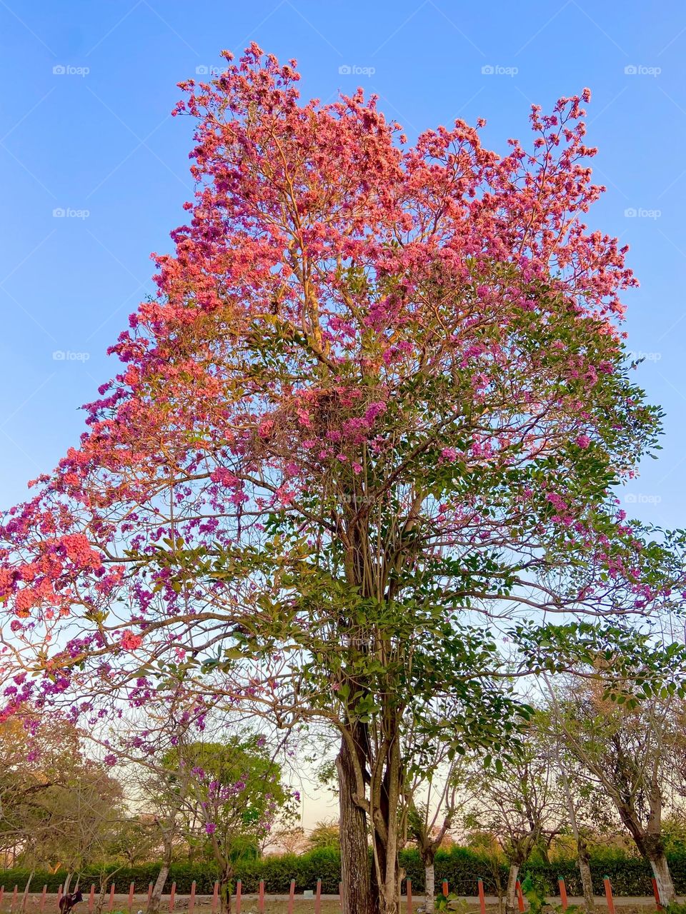 Cañaguate en verano 