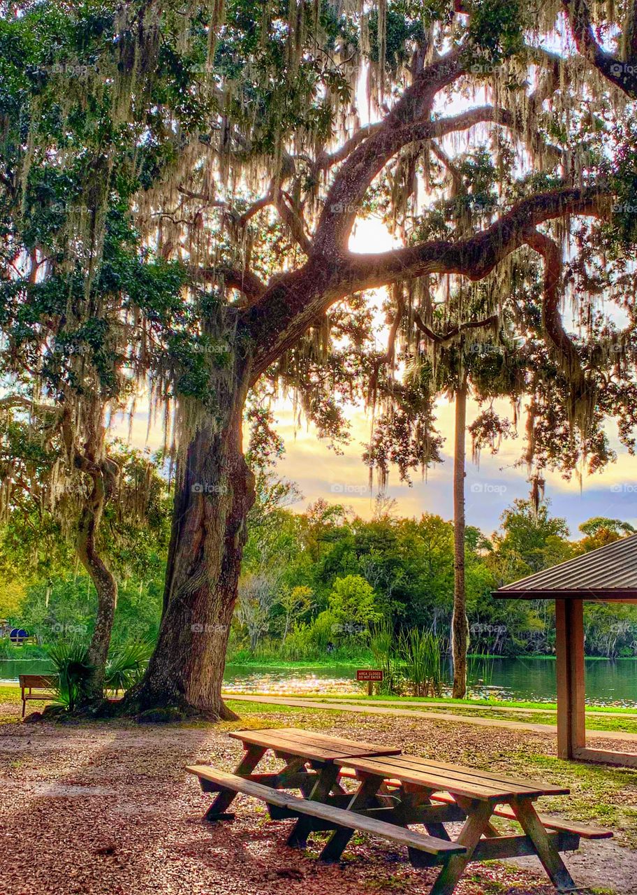 Dusk setting in at the park