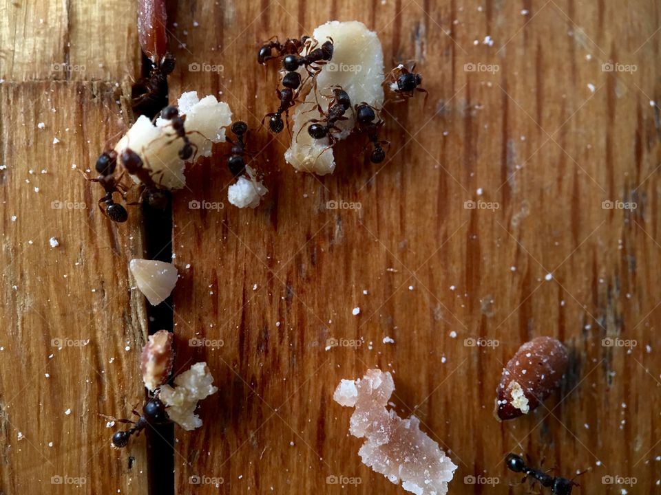 Ants working as a group