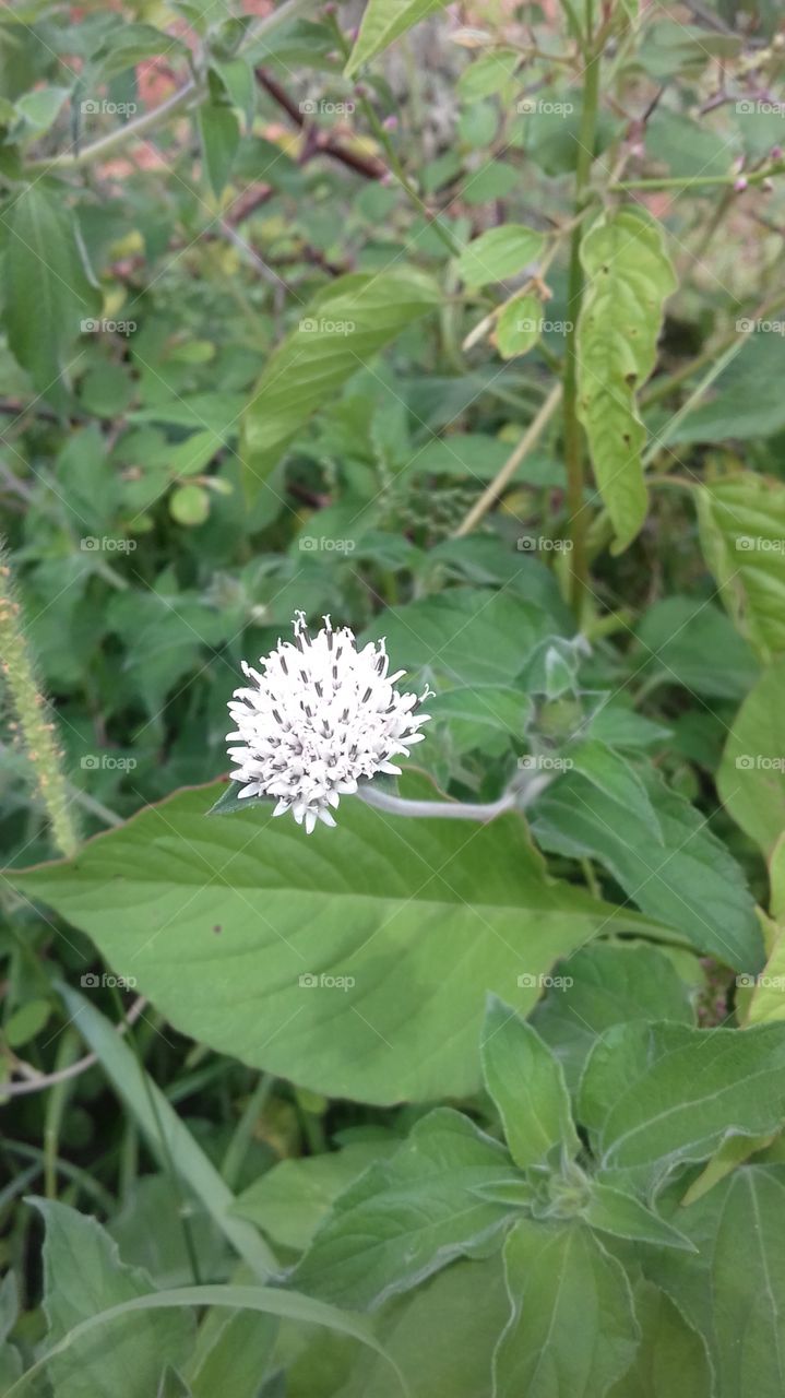 shapes of the nature