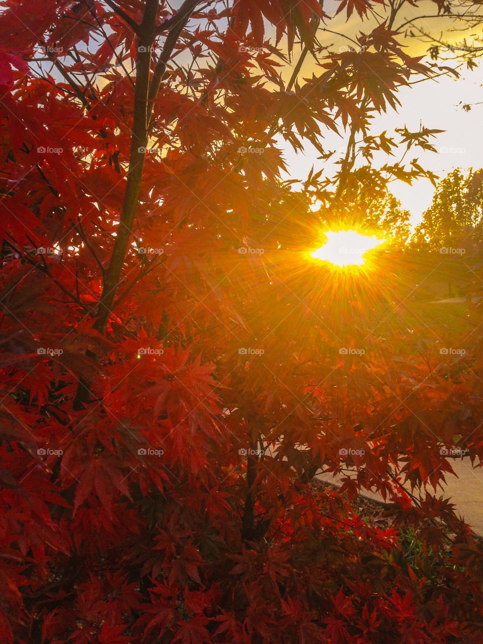 Red maple sunshine