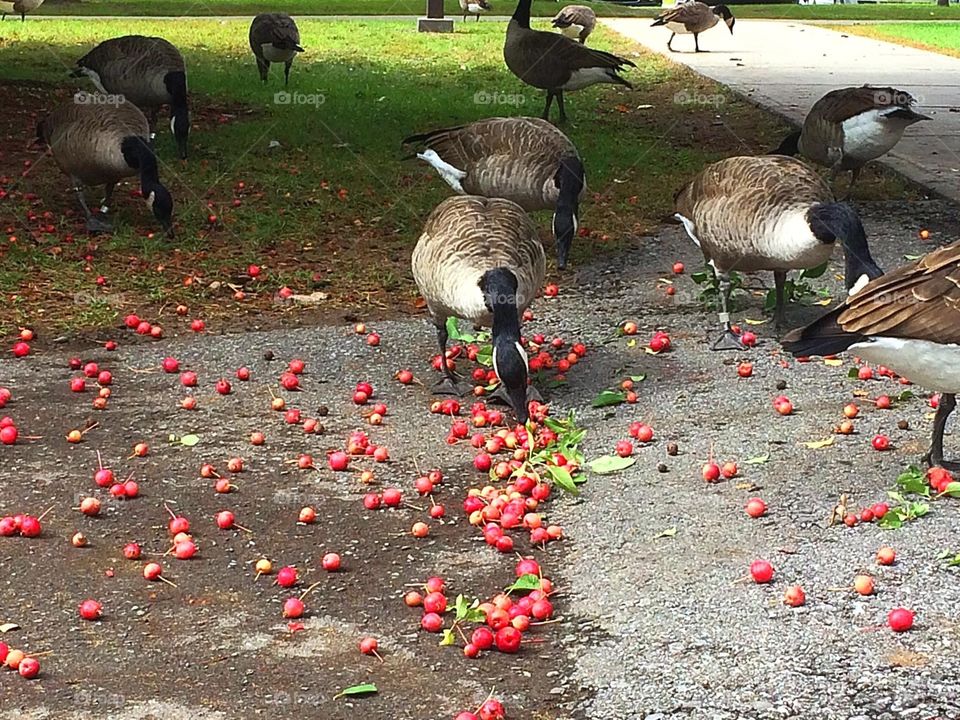 Autumn is here 
Canada geese eating crabapples