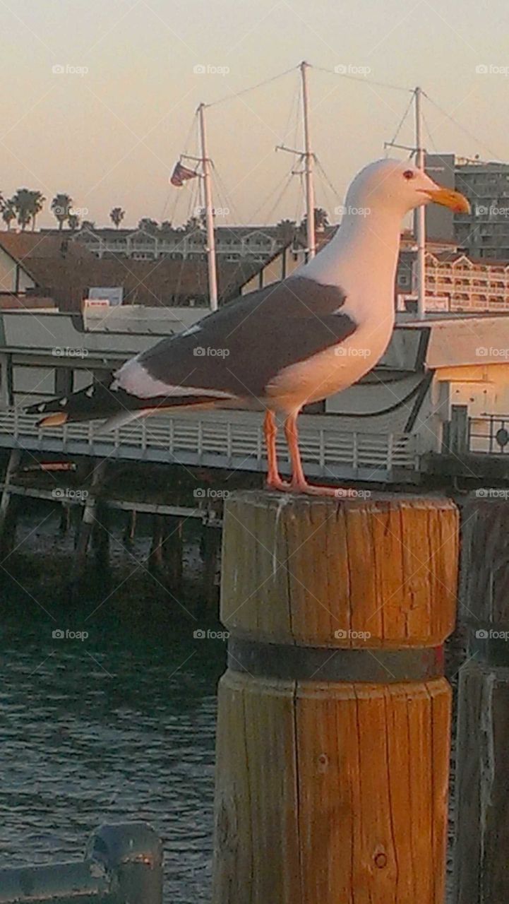 Water, No Person, Bird, Travel, Sea