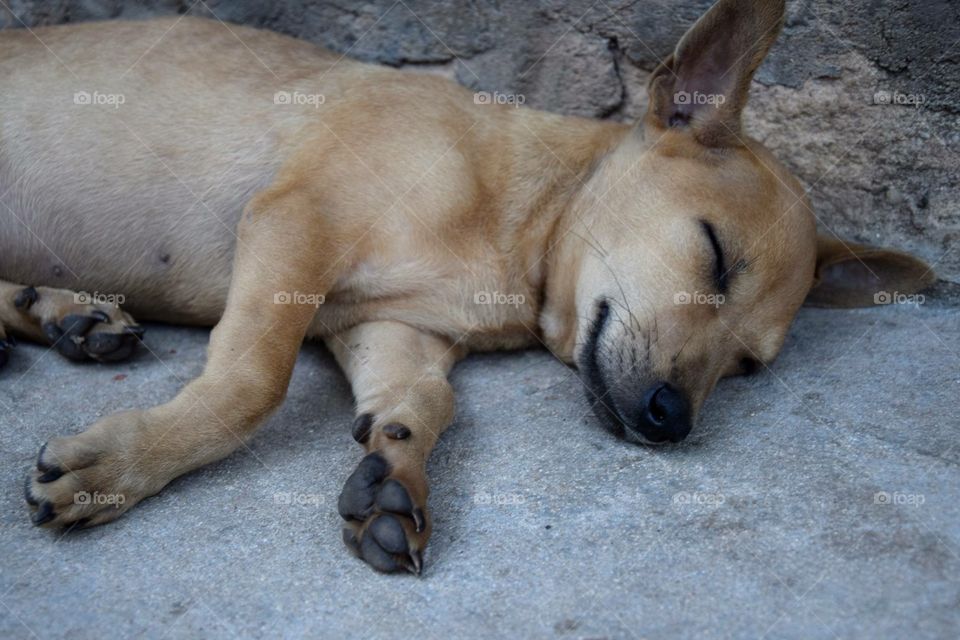 Beautiful dog sleeping in Vietnam shot with my Nikon 