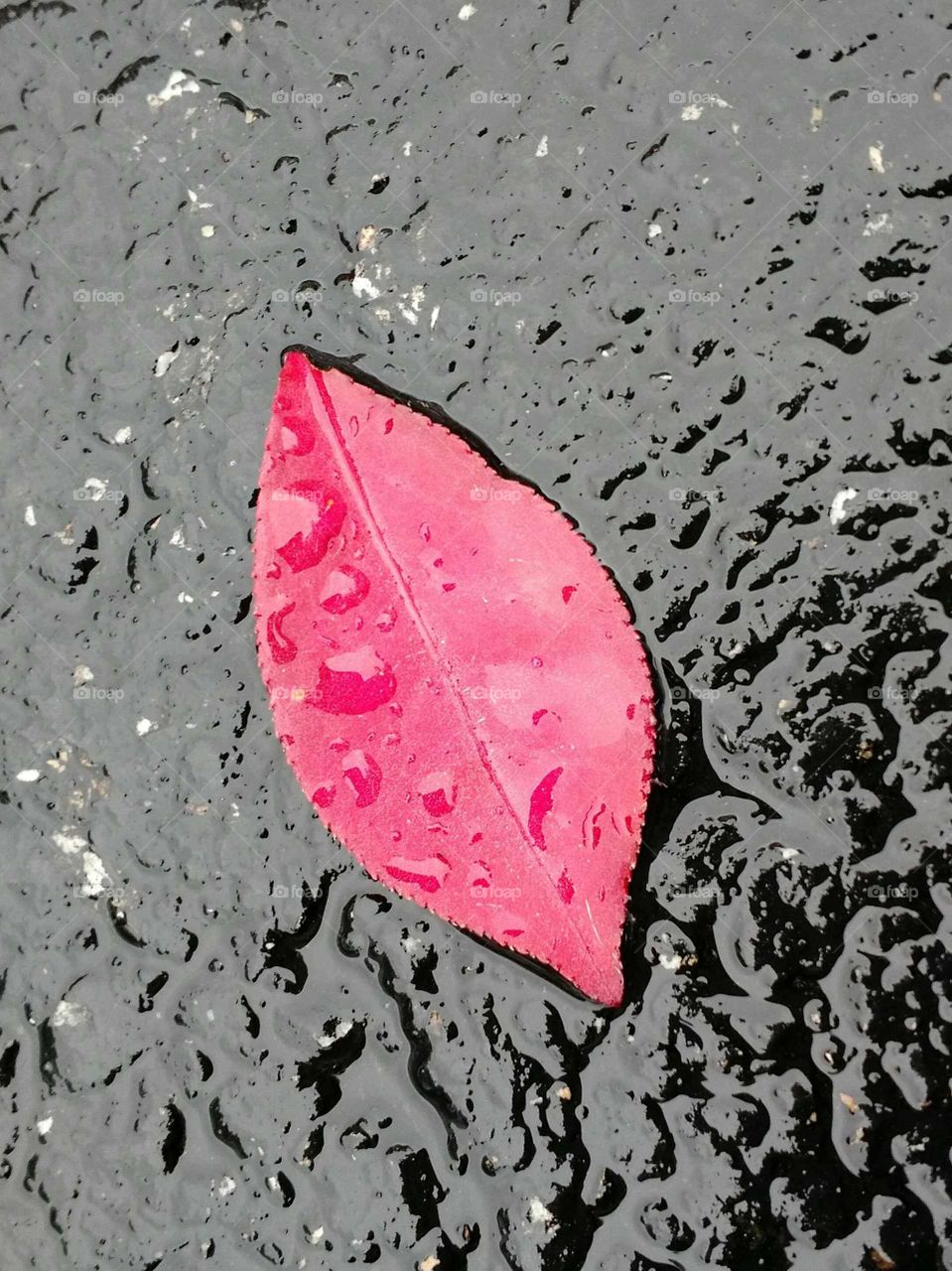 lonely red leaf