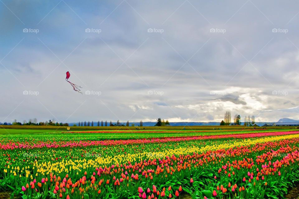 Kite flying over a tulip field in full bloom