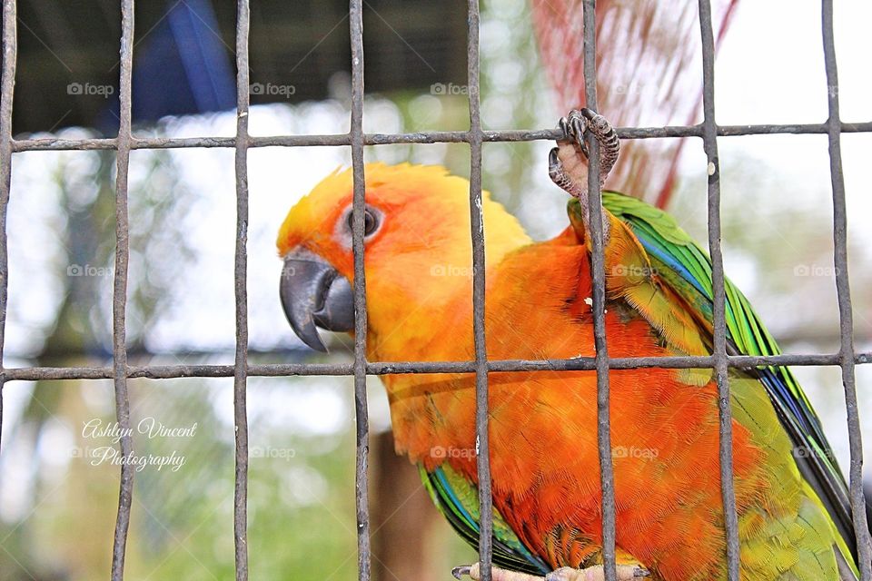Orange tropical bird 