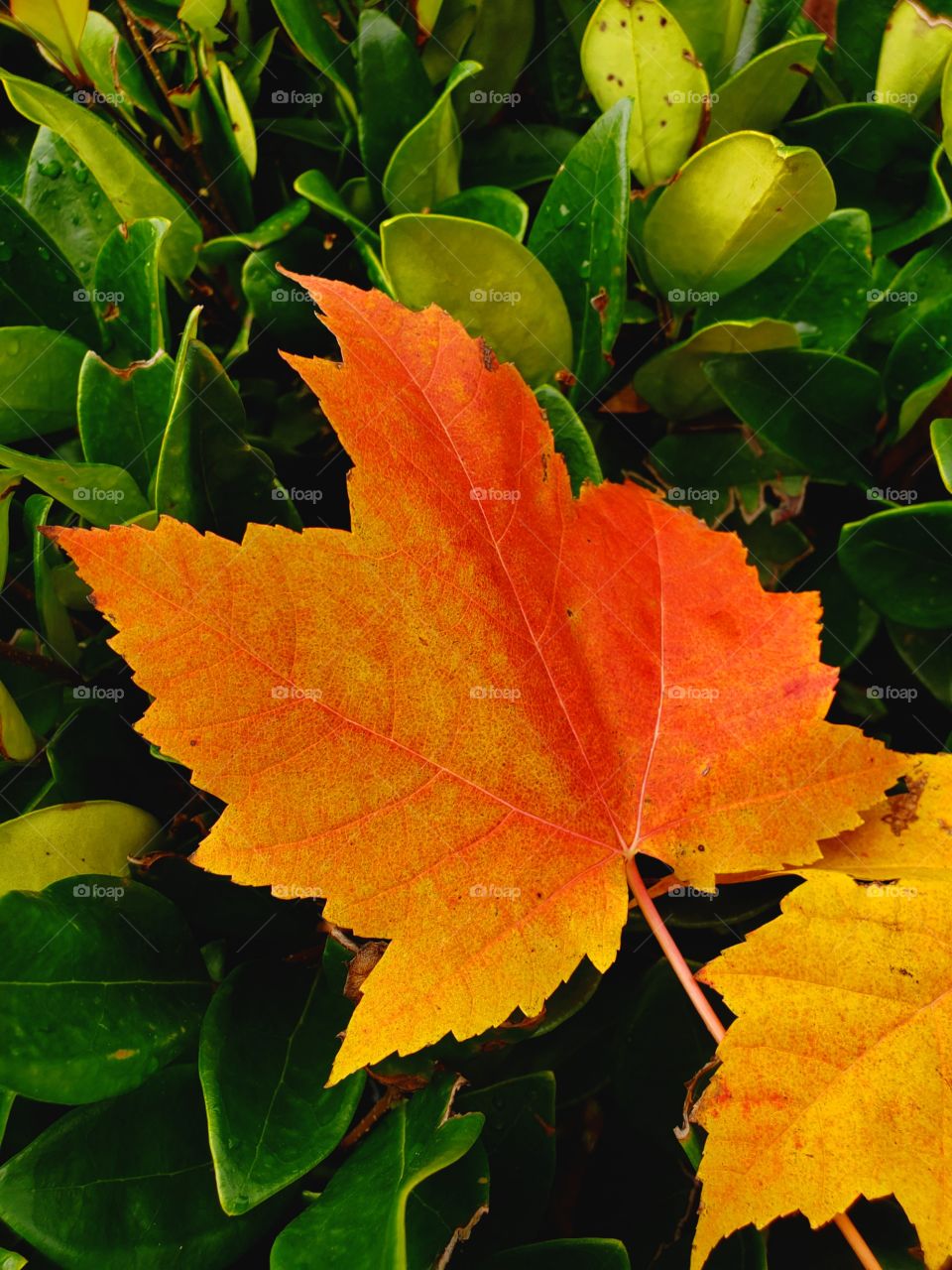 fallen leave & plant parts