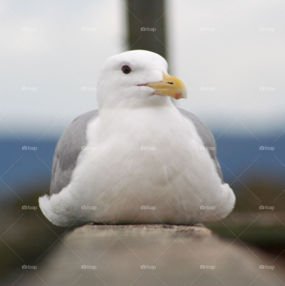 Waiting. Seagull 