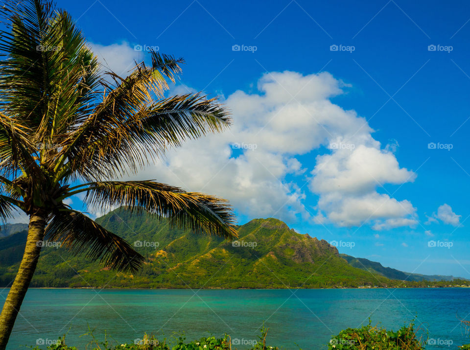 Oahu splendor 