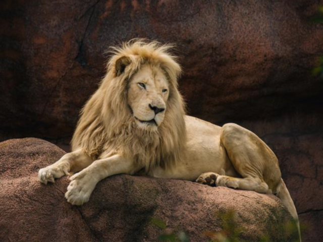 Lion Laying On Rock