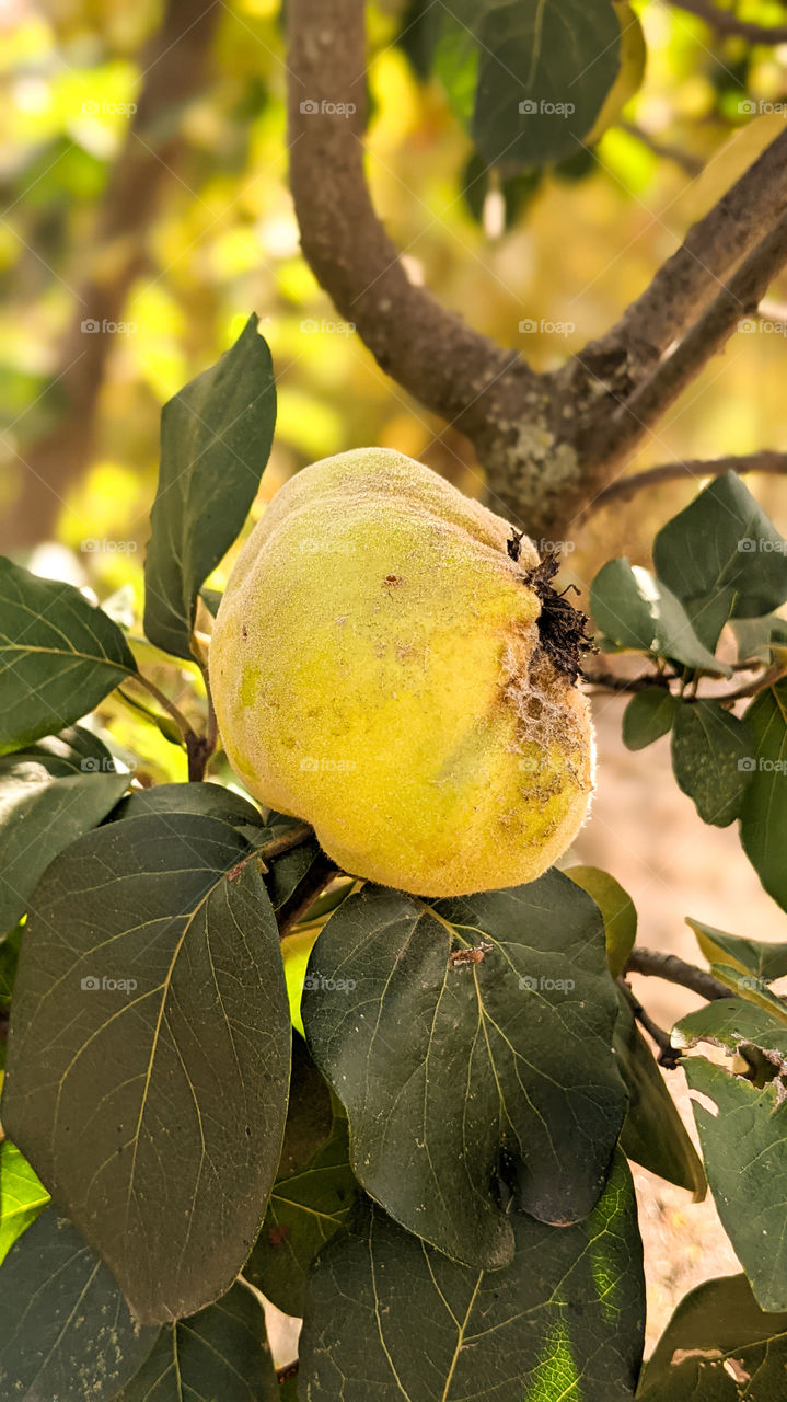 Ripe quince growing on a tree