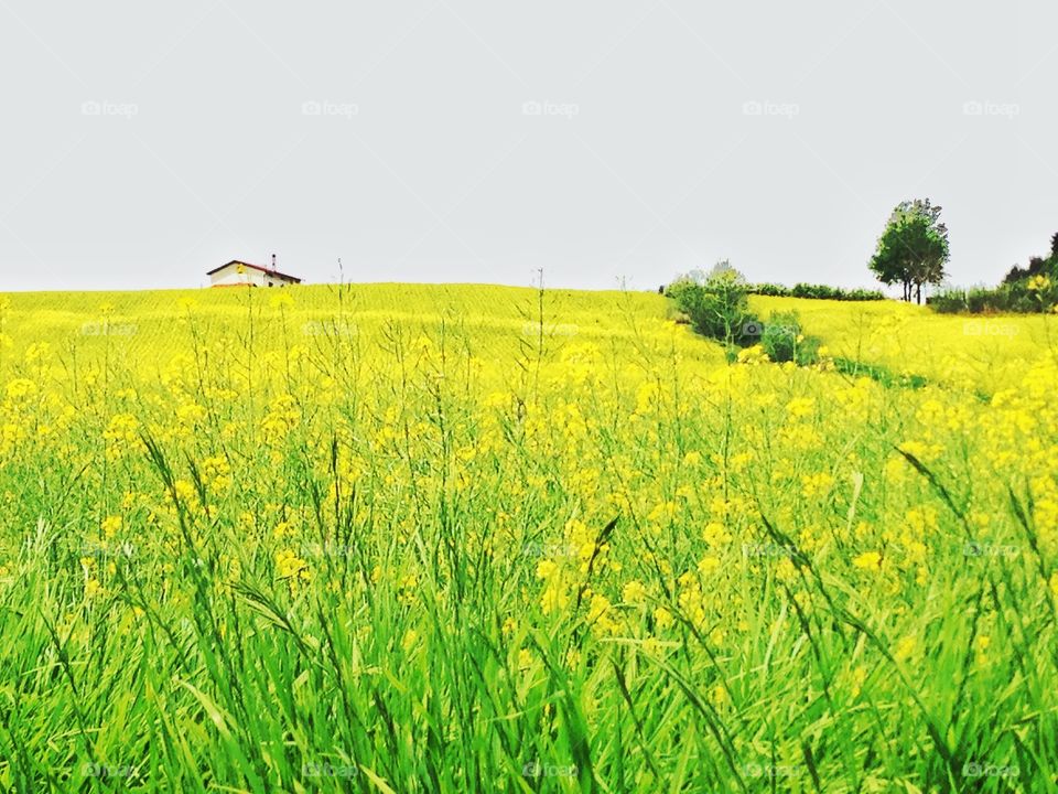 Yellow Hill. Hill full of Yellow flowers