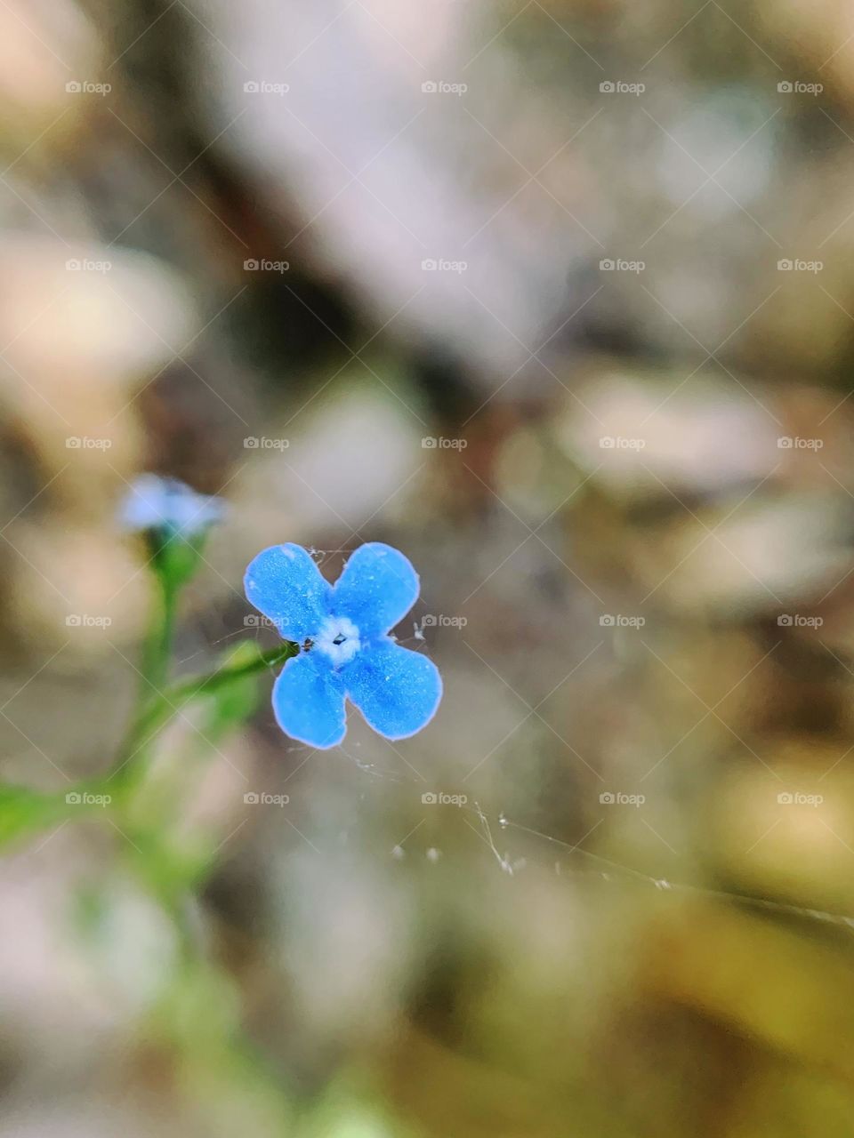 Macro photo of Siberian bugloss.