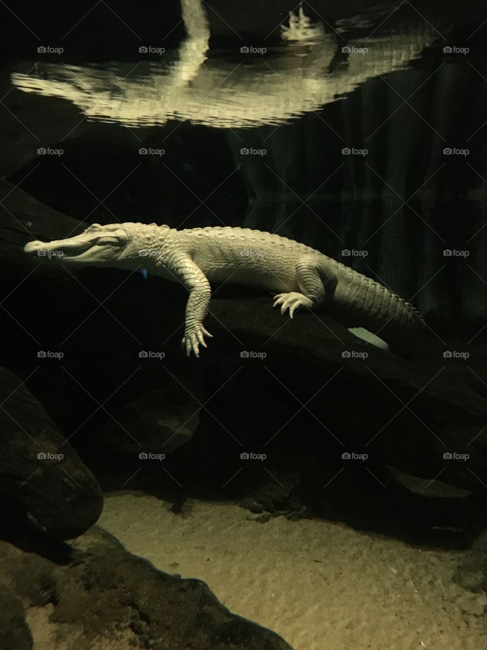 Albino Alligator and Reflection