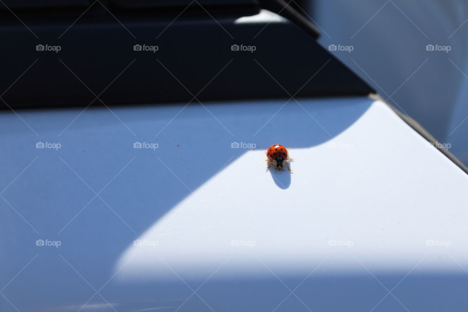 ladybird