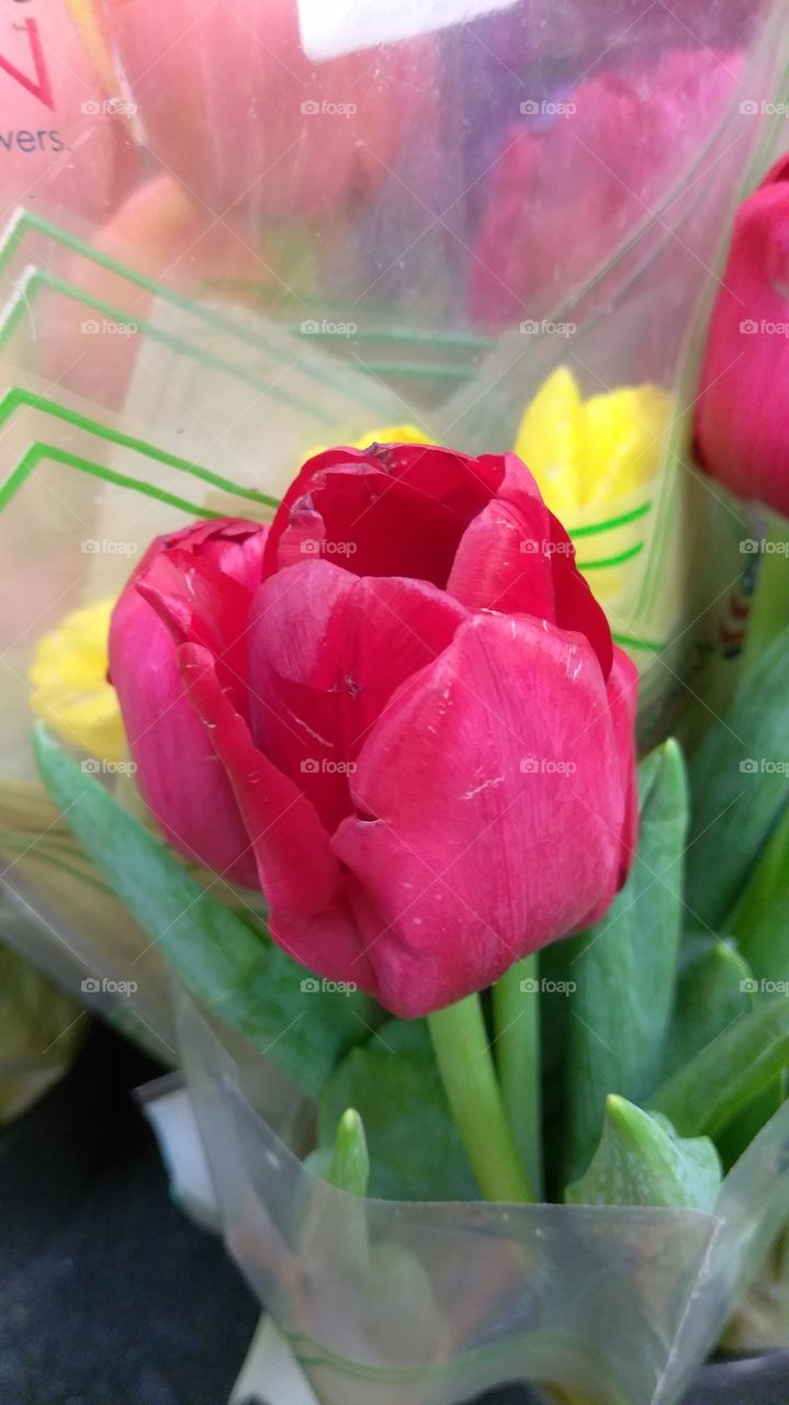 Flower, Tulip, Nature, Love, Bouquet