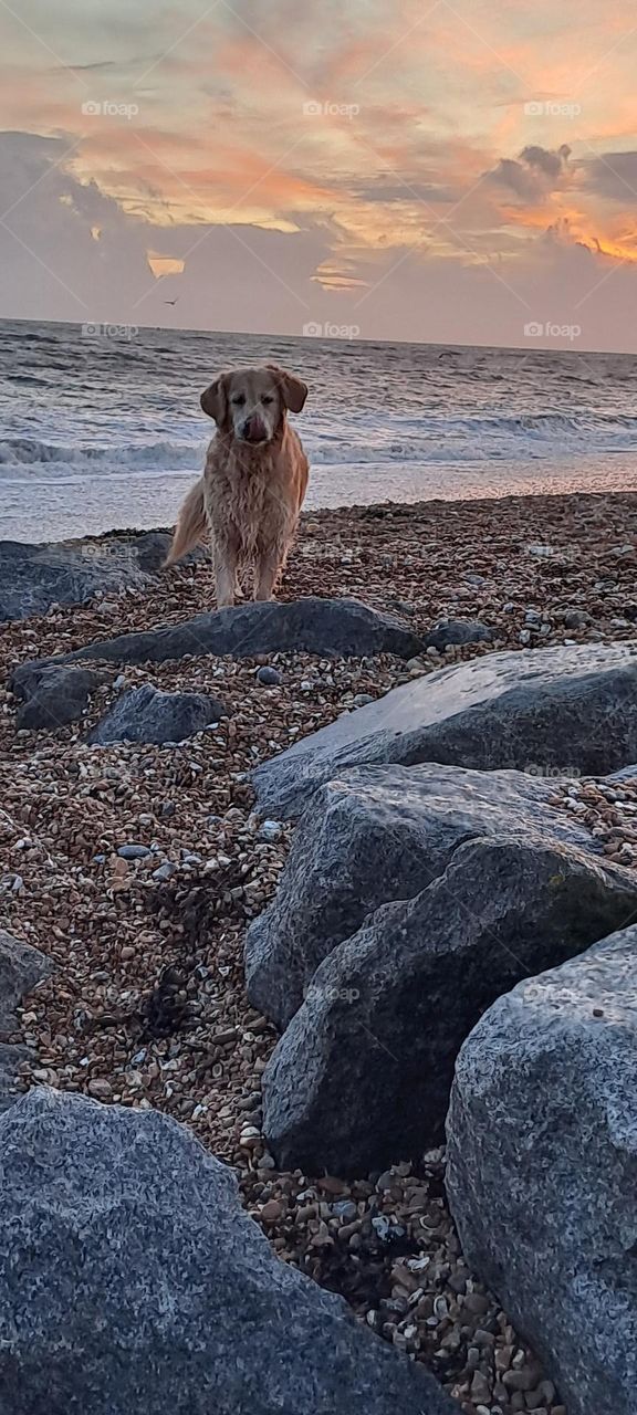 dog golden retriever on beach evening light ocean and stones natural colour