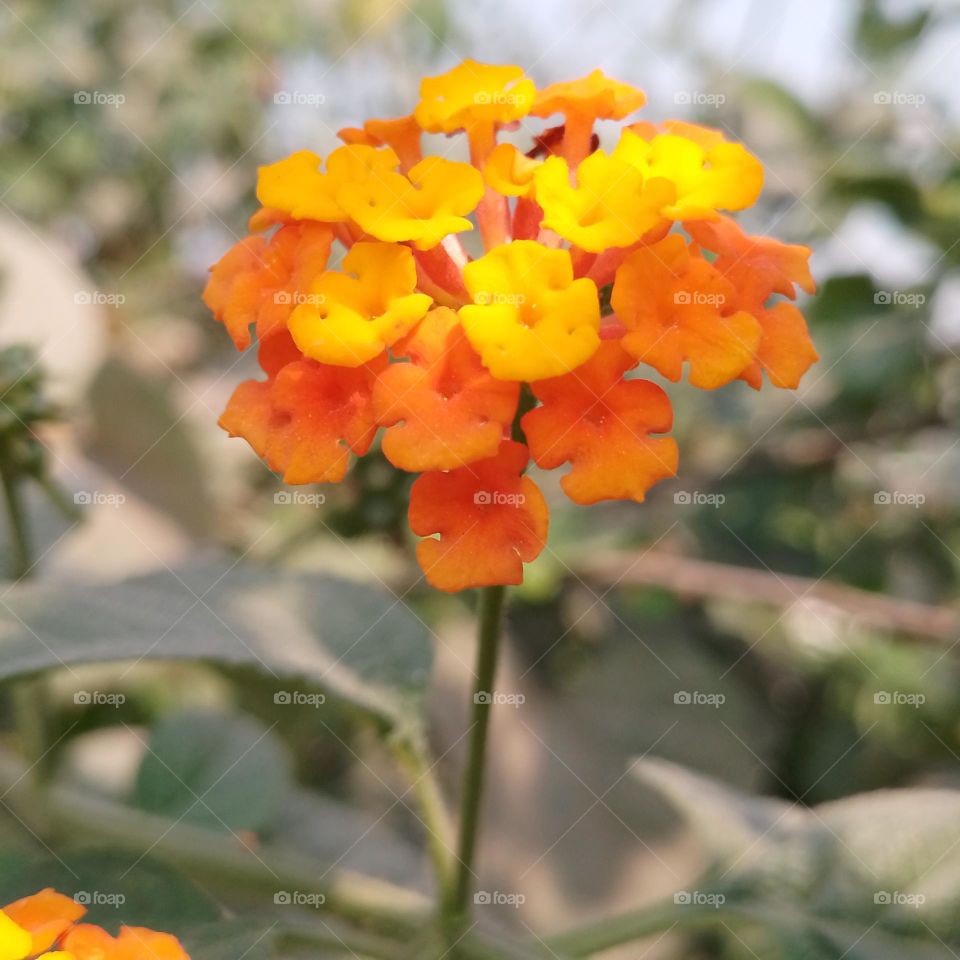 Lantanas