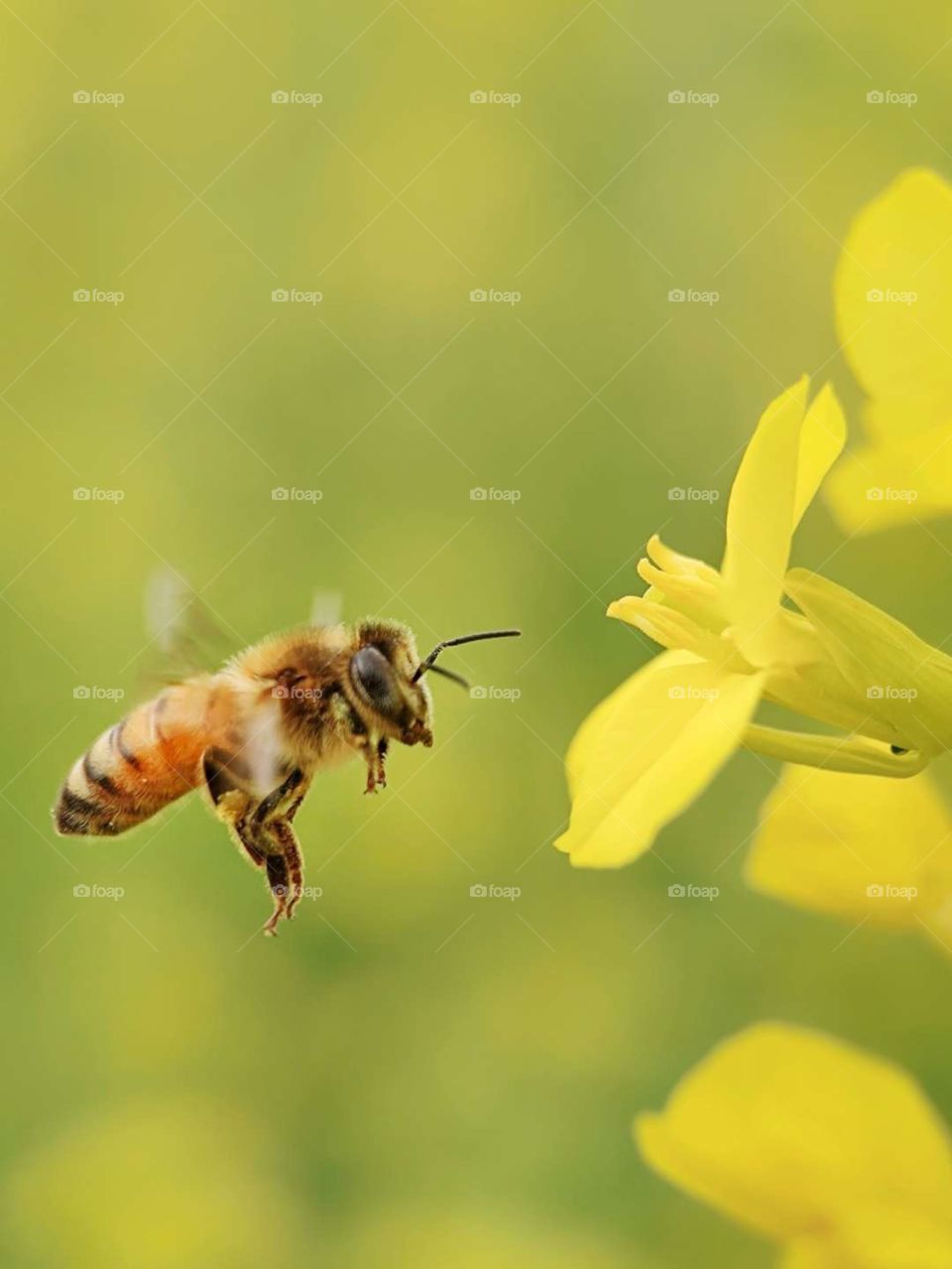 bee