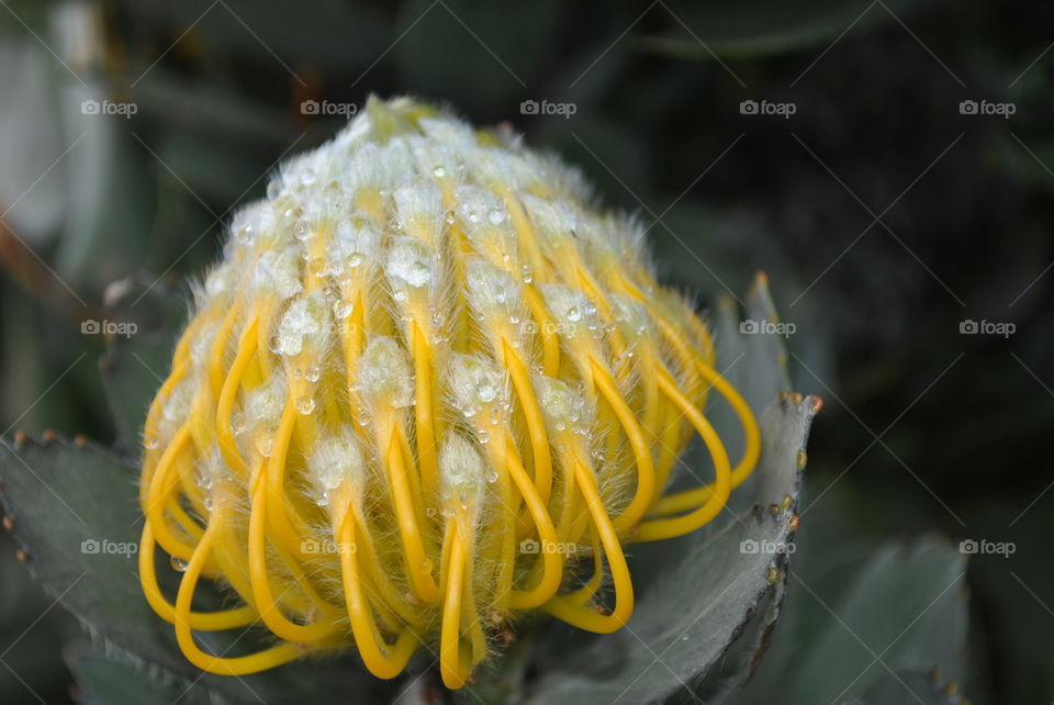 protea beauty