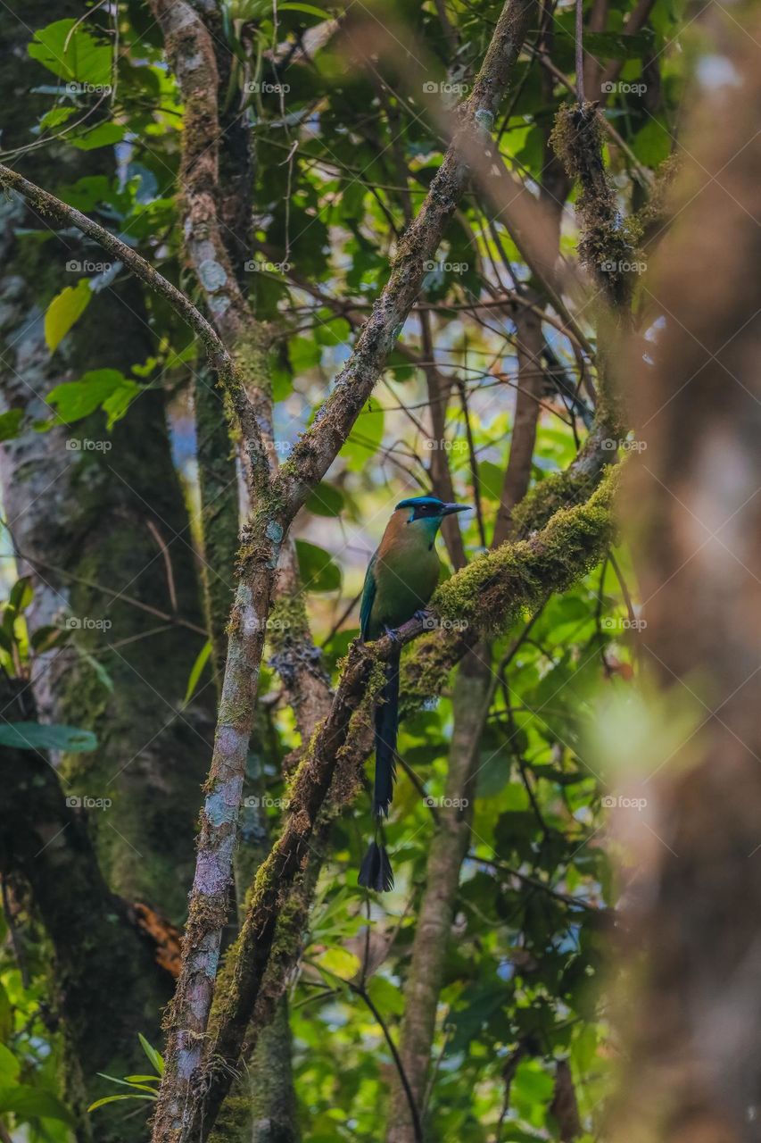 Andean Motmot in Perú 