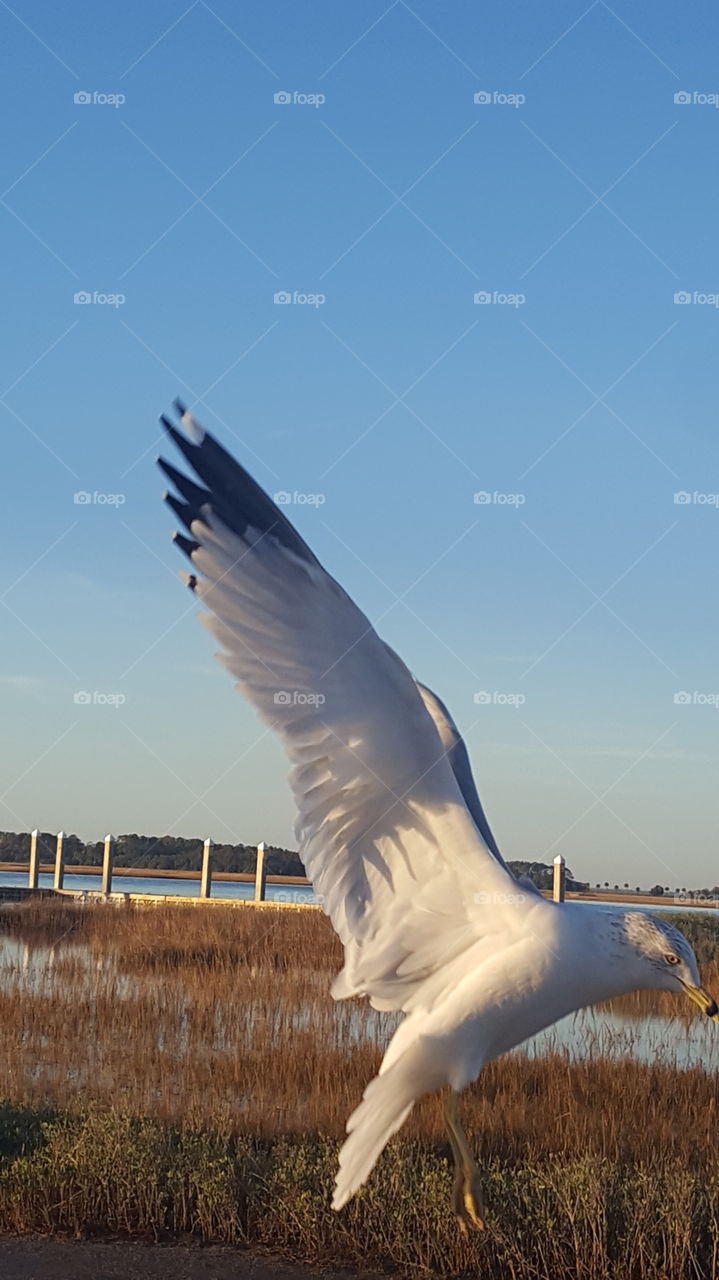 Bird, Seagulls, Sky, Nature, Flight